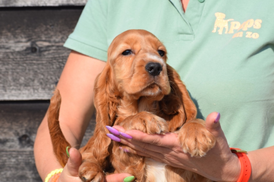 Epagneul Cocker Anglais (reu) 24455