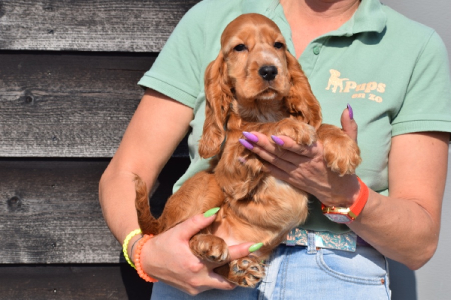 Epagneul Cocker Anglais (reu) 24455