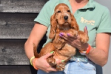 Epagneul Cocker Anglais (reu) 24455