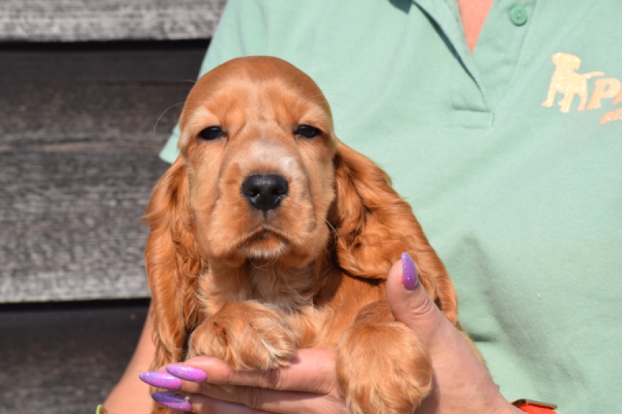 Epagneul Cocker Anglais (reu) 24455