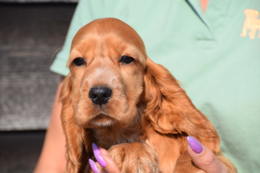 Epagneul Cocker Anglais (reu) 24455