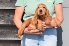 Epagneul Cocker Anglais (reu) 24455