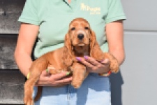 Epagneul Cocker Anglais (reu) 24455