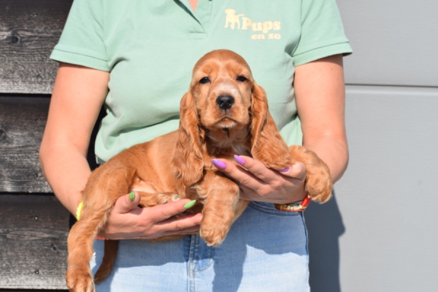 Epagneul Cocker Anglais (reu) 24455