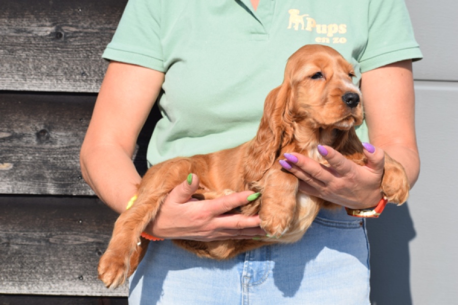 Epagneul Cocker Anglais (reu) 24455