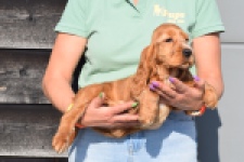 Epagneul Cocker Anglais (reu) 24455