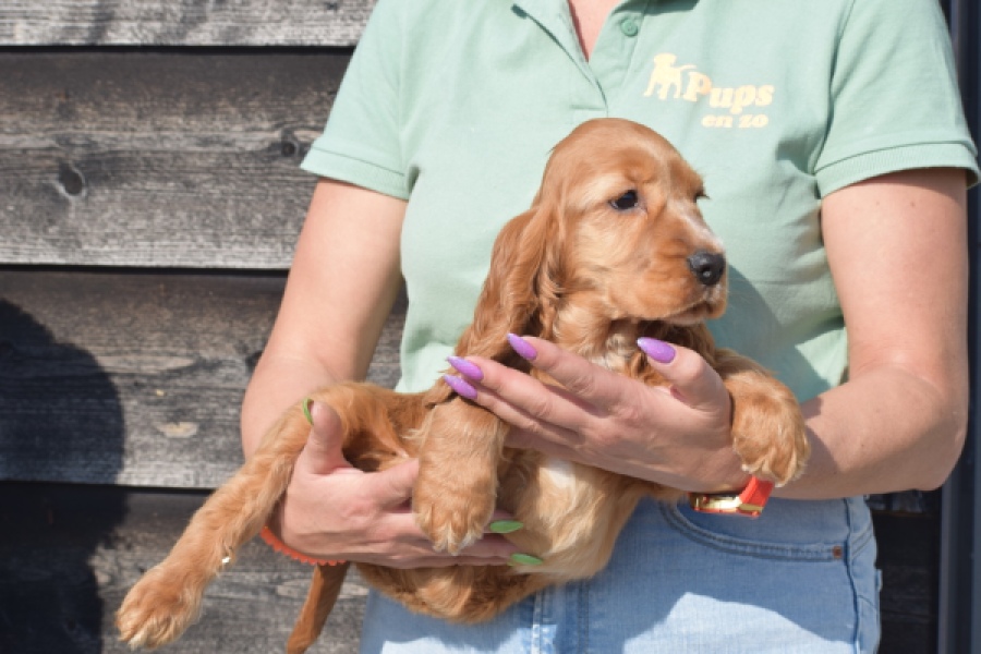 Epagneul Cocker Anglais (reu) 24455