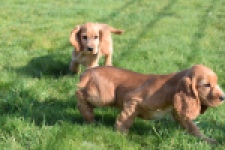 Epagneul Cocker Anglais (reu) 24455