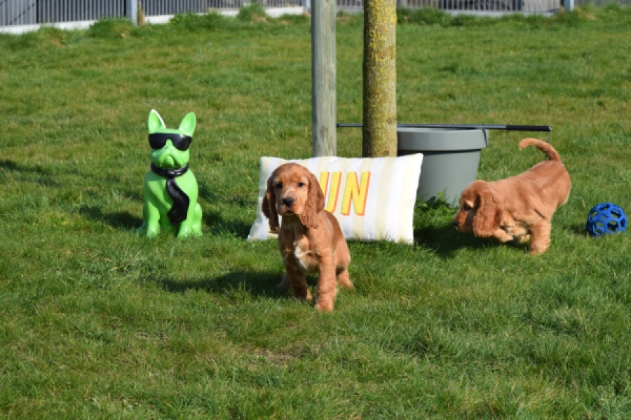 Epagneul Cocker Anglais (reu) 24455