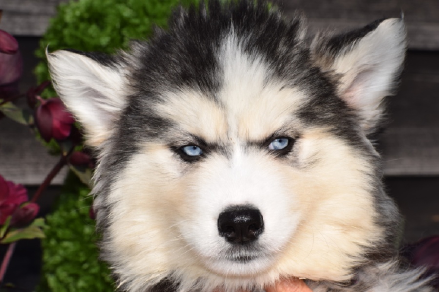 Siberische husky (teef) 30779