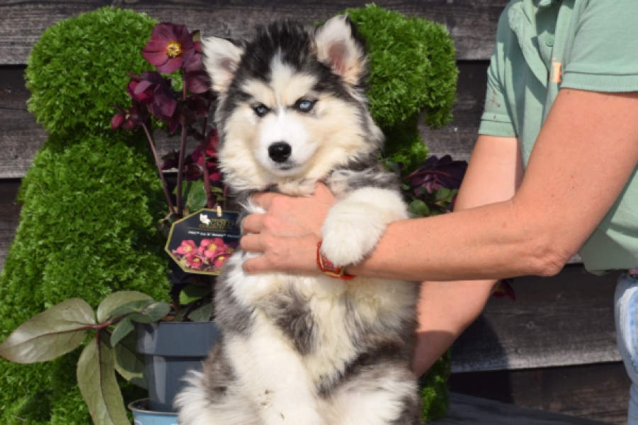 Siberische husky (teef) 30779