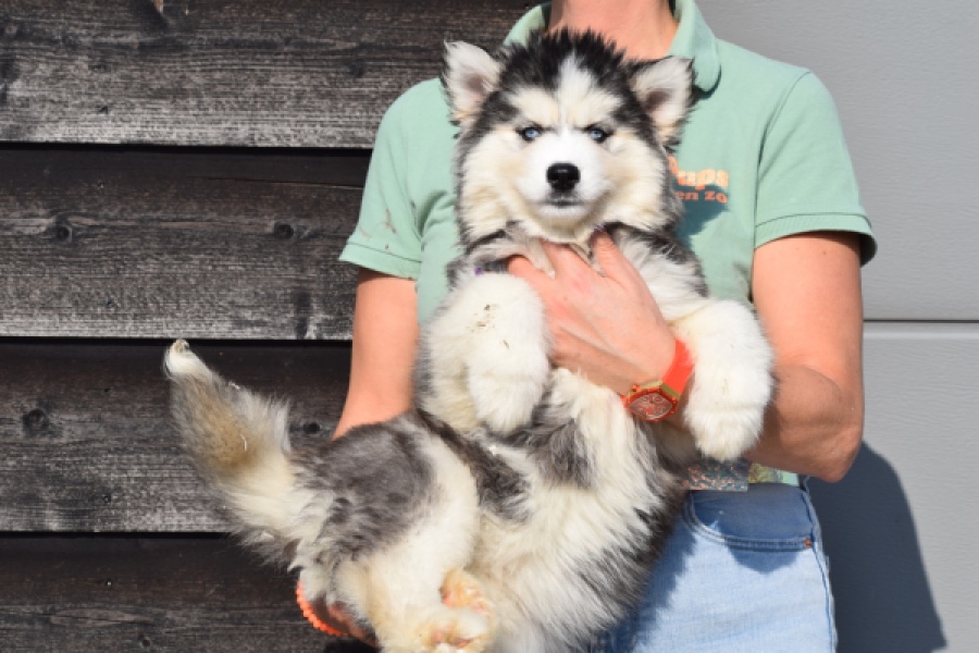 Siberische husky (teef) 30779
