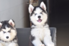 Siberische husky (teef) 30779