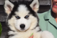 Siberische husky (reu) 30764