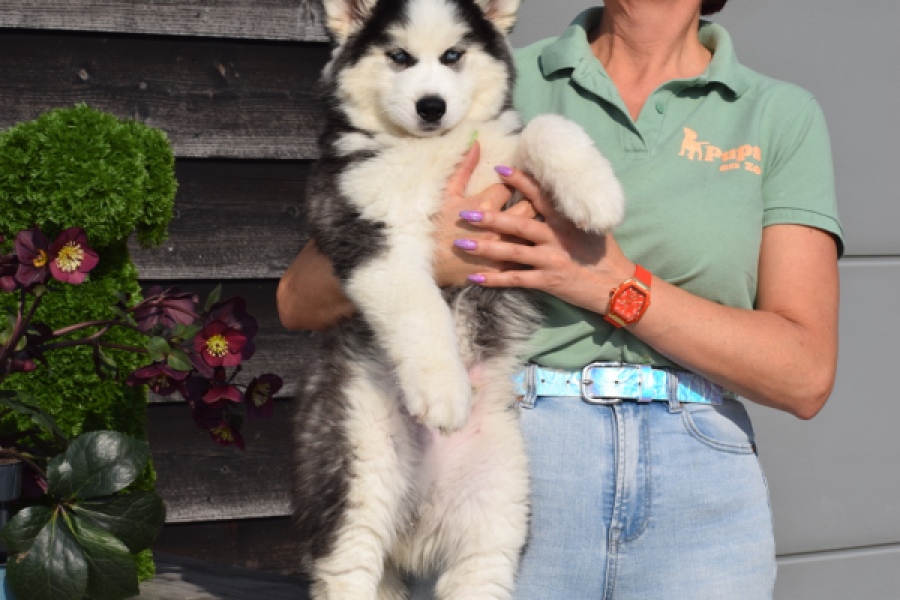 Siberische husky (reu) 30764
