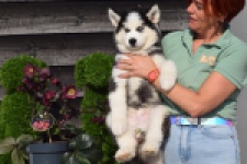 Siberische husky (reu) 30764