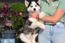 Siberische husky (reu) 30764