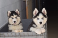 Siberische husky (reu) 30764