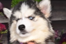 Siberische husky (reu) 30764