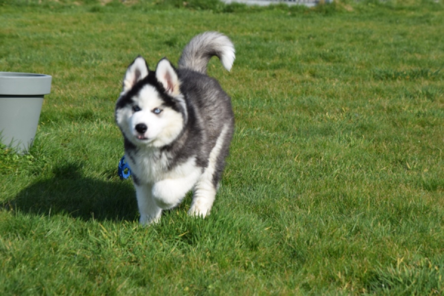 Siberische husky (reu) 30764