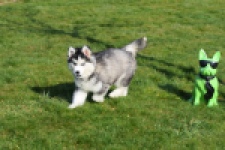 Siberische husky (reu) 30764