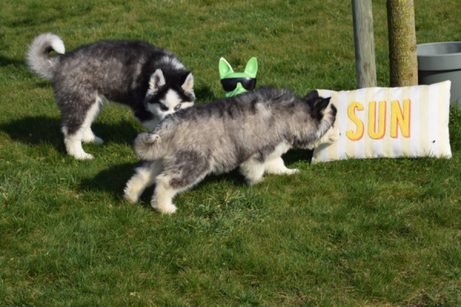 Siberische husky (reu) 30764