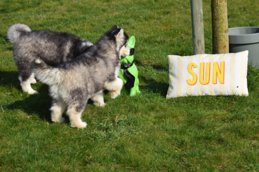 Siberische husky (reu) 30764