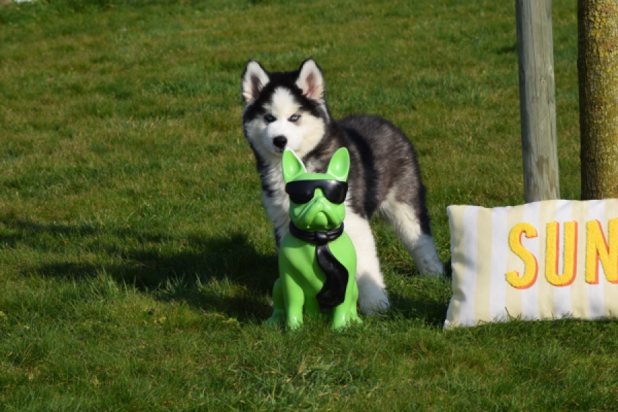 Siberische husky (teef) 30779