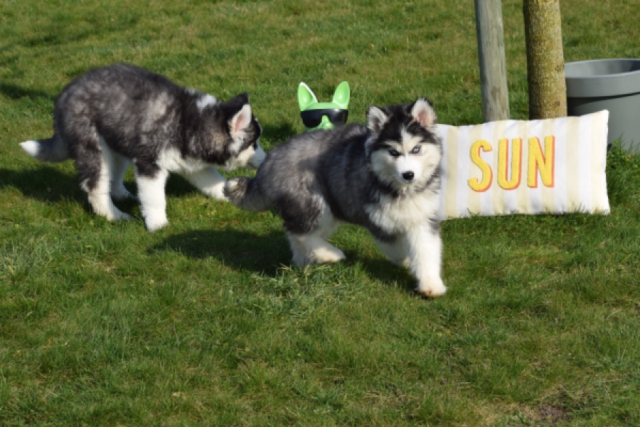 Siberische husky (teef) 30779