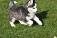 Siberische husky (teef) 30779