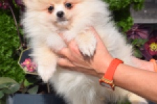 Keeshond (teef) 18194