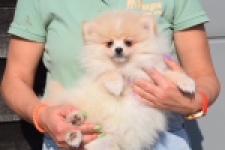 Keeshond (teef) 18194