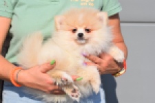 Keeshond (teef) 18194