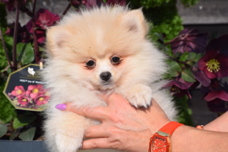 Keeshond (teef) 18194