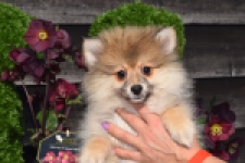 Spitz allemand (teef) 18195