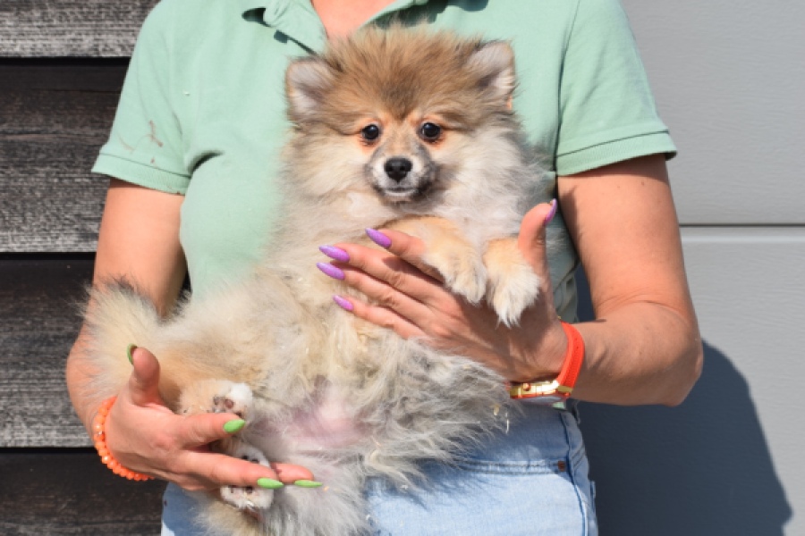 Spitz allemand (teef) 18195