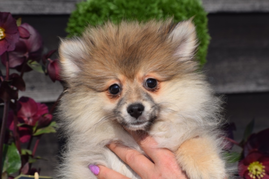 Spitz allemand (teef) 18195