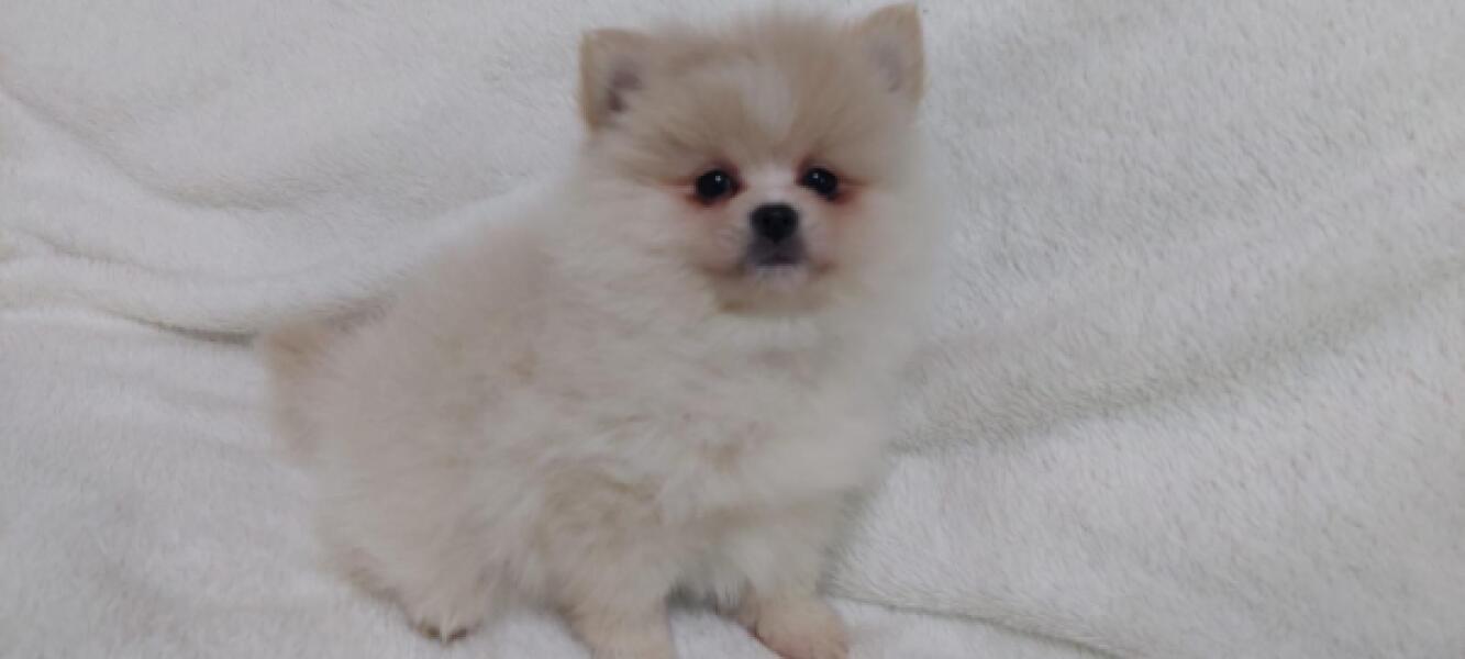 Keeshond (teef) 18194