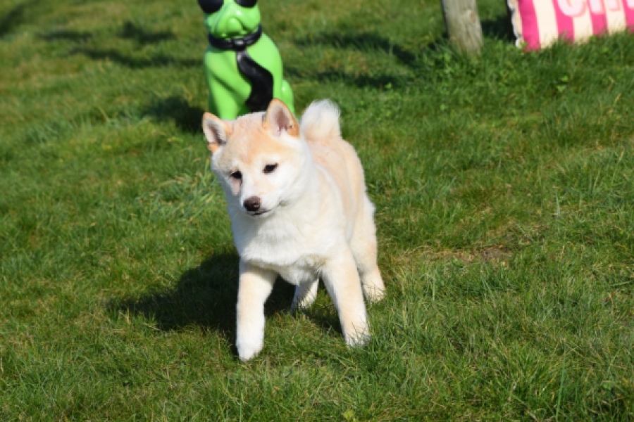 Shiba (reu) 35740