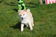 Shiba (reu) 35740