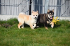 Shiba (reu) 35740