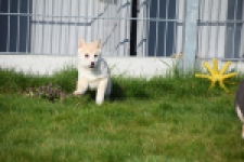 Shiba (reu) 35740