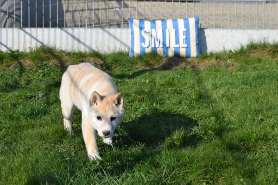 Shiba (reu) 35728