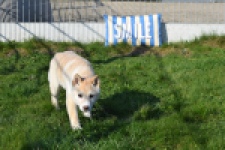 Shiba (reu) 35728