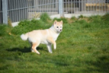 Shiba (reu) 35728