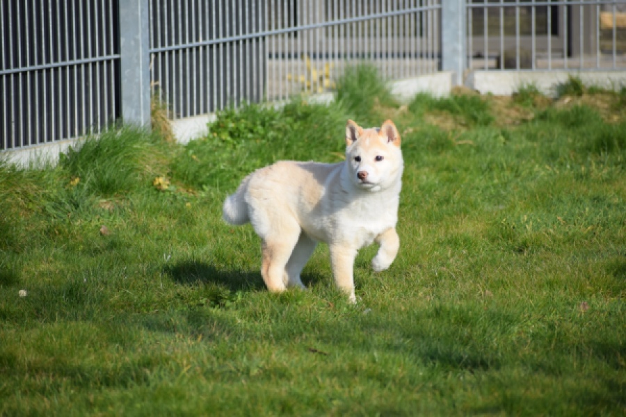 Shiba (reu) 35728