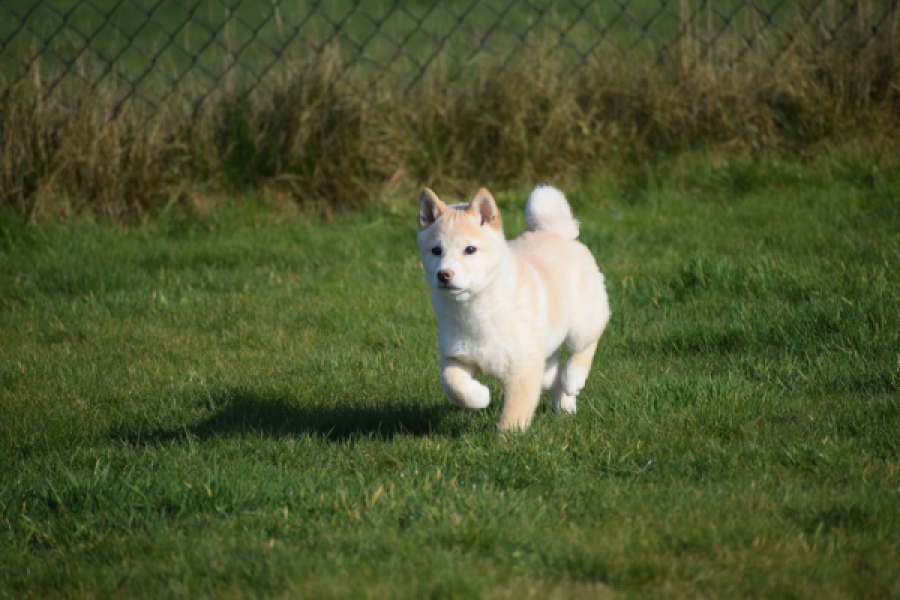 Shiba (reu) 35728