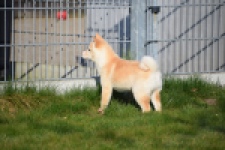 Shiba (reu) 35728