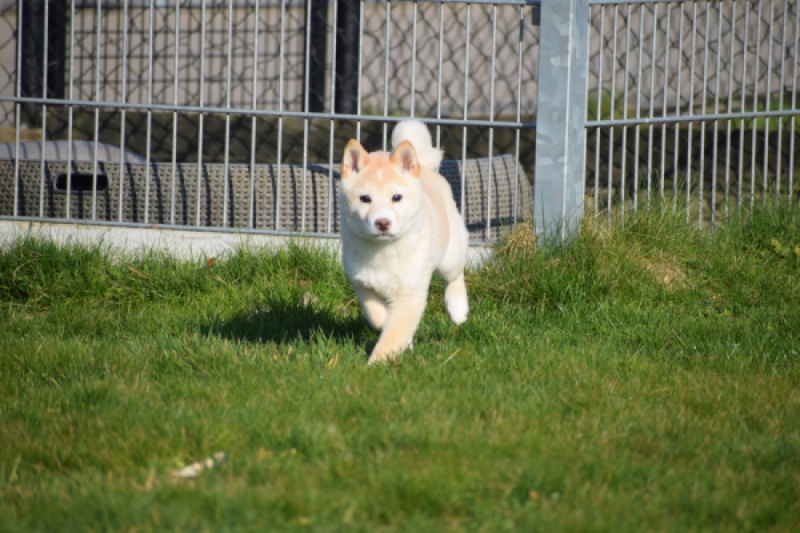 Shiba (reu) 35728