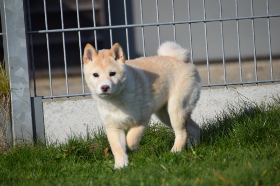 Shiba (reu) 35728